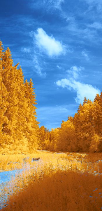 Обои 1080x2220 лес, желтый, голубой