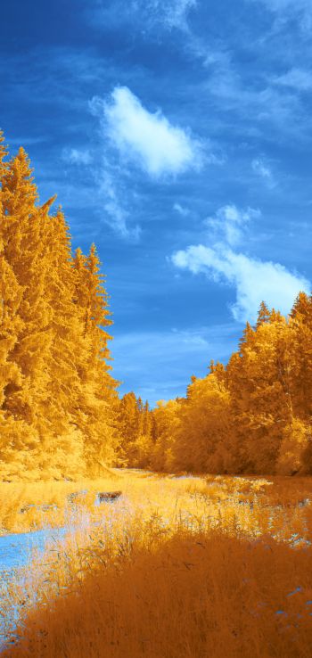 forest, yellow, blue Wallpaper 1080x2280
