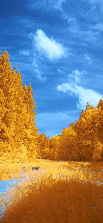 Обои 1125x2436 лес, желтый, голубой