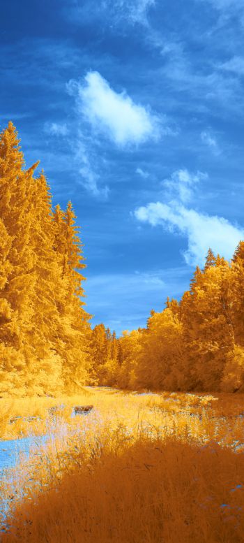 Обои 1080x2400 лес, желтый, голубой