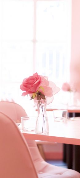 pink rose, aesthetics Wallpaper 1440x3200