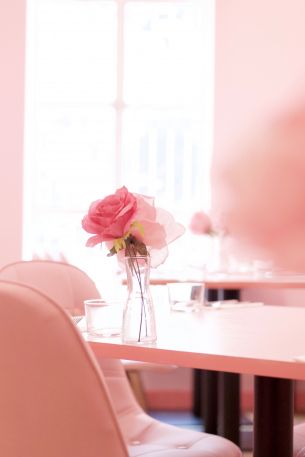 pink rose, aesthetics Wallpaper 4000x6000