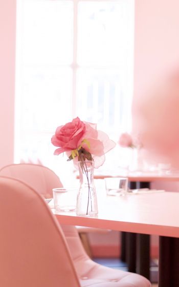 pink rose, aesthetics Wallpaper 1600x2560