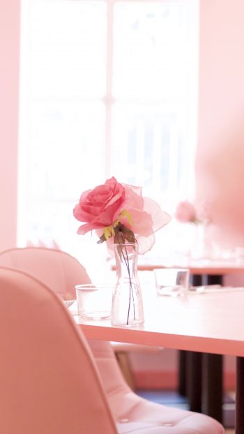 pink rose, aesthetics Wallpaper 750x1334