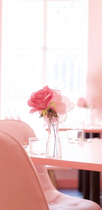 pink rose, aesthetics Wallpaper 1440x2960