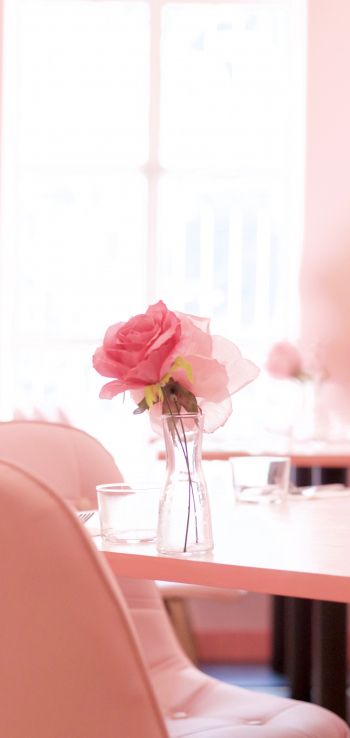 pink rose, aesthetics Wallpaper 1440x3040