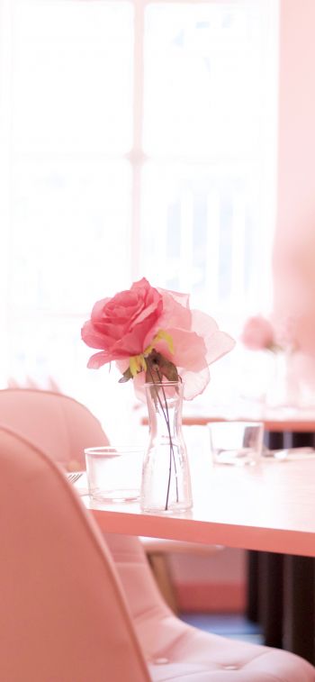 pink rose, aesthetics Wallpaper 1125x2436