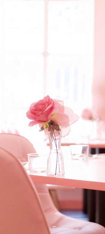pink rose, aesthetics Wallpaper 1440x3200
