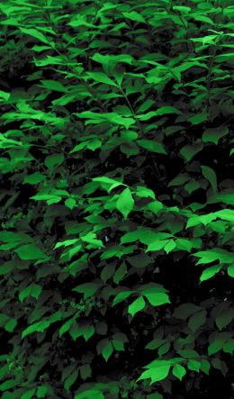 plant, leaves, green wallpaper Wallpaper 600x1024