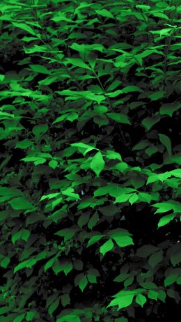 plant, leaves, green wallpaper Wallpaper 1440x2560