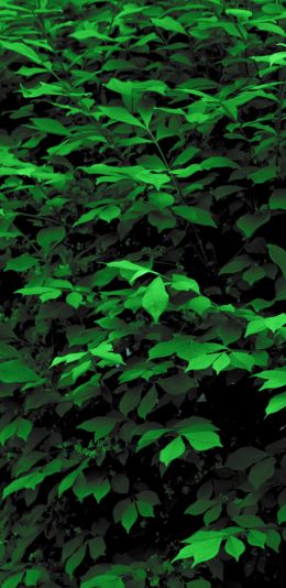 plant, leaves, green wallpaper Wallpaper 1440x2960