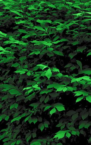 plant, leaves, green wallpaper Wallpaper 1752x2800