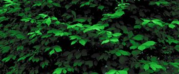 plant, leaves, green wallpaper Wallpaper 3440x1440