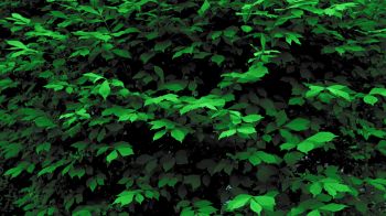 plant, leaves, green wallpaper Wallpaper 1366x768