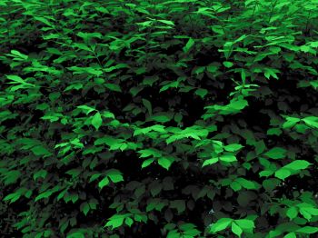 plant, leaves, green wallpaper Wallpaper 800x600