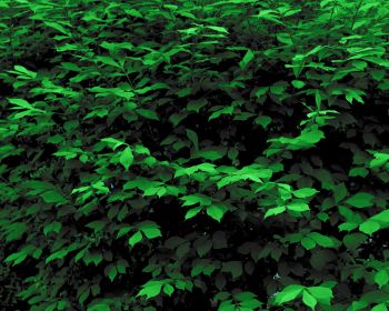 plant, leaves, green wallpaper Wallpaper 1280x1024