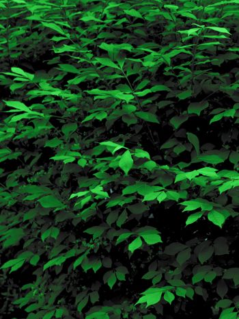 plant, leaves, green wallpaper Wallpaper 2048x2732