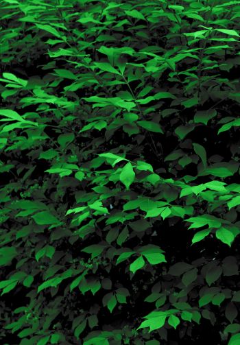 plant, leaves, green wallpaper Wallpaper 1640x2360