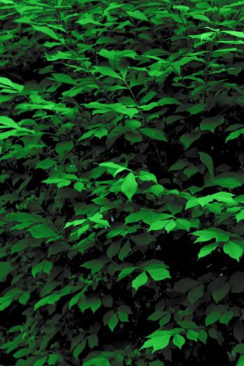 plant, leaves, green wallpaper Wallpaper 640x960