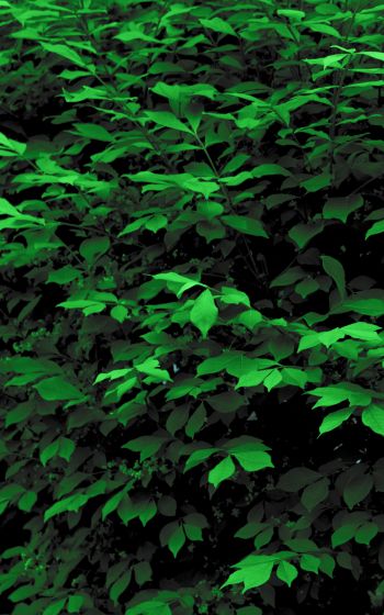 plant, leaves, green wallpaper Wallpaper 1600x2560