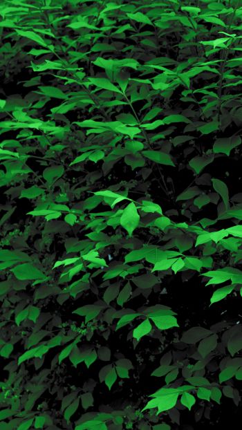 plant, leaves, green wallpaper Wallpaper 1080x1920