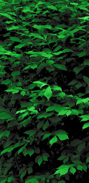 plant, leaves, green wallpaper Wallpaper 1080x2220