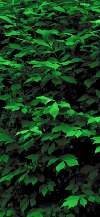 plant, leaves, green wallpaper Wallpaper 1170x2532