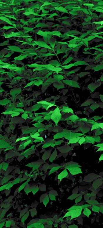 plant, leaves, green wallpaper Wallpaper 1080x2400