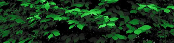 plant, leaves, green wallpaper Wallpaper 1590x400