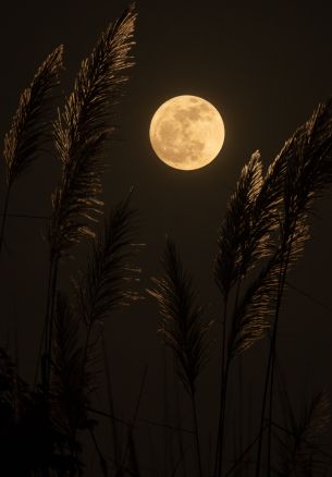 moon, night Wallpaper 1640x2360