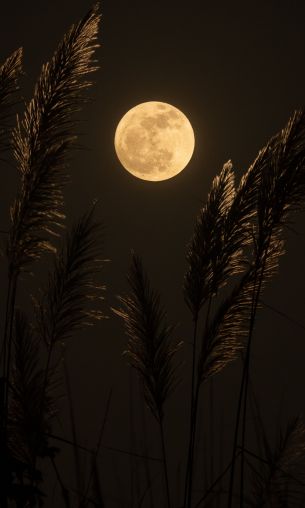 moon, night Wallpaper 1200x2000