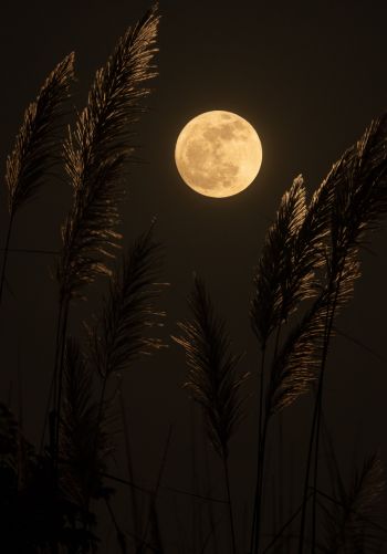 moon, night Wallpaper 1668x2388