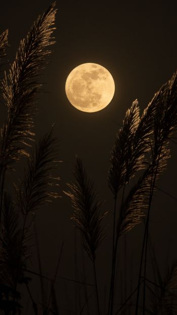 moon, night Wallpaper 640x1136