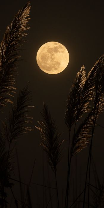 moon, night Wallpaper 720x1440