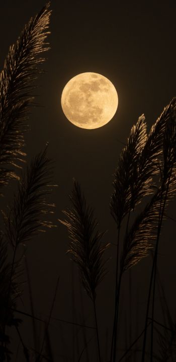 moon, night Wallpaper 1440x2960