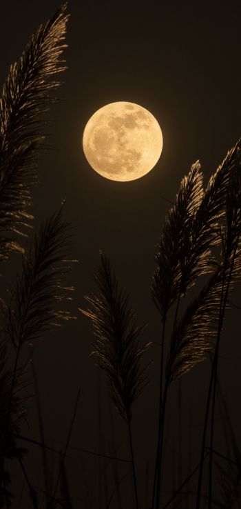 moon, night Wallpaper 720x1520