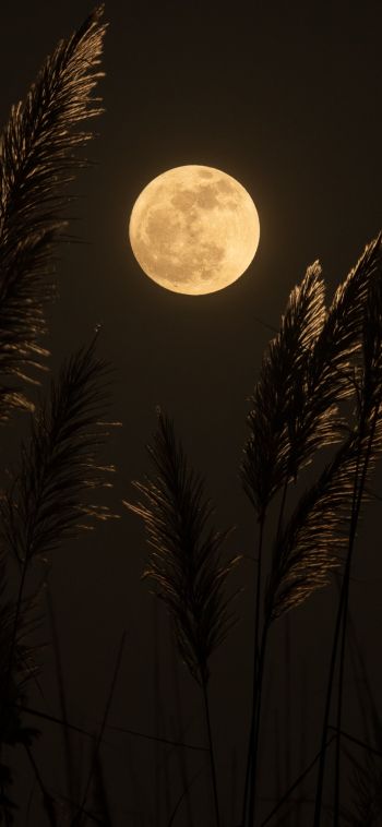moon, night Wallpaper 1080x2340