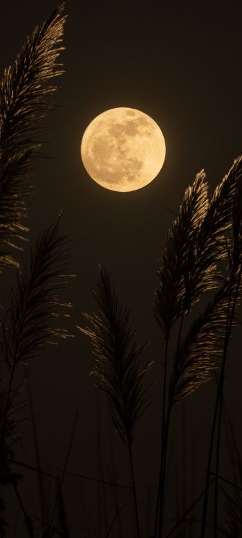 moon, night Wallpaper 1080x2400
