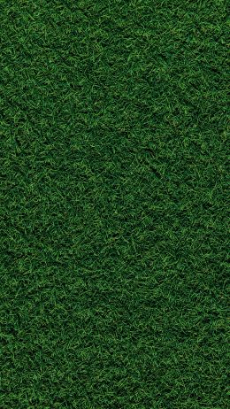Обои 1440x2560 газон, трава, зеленый