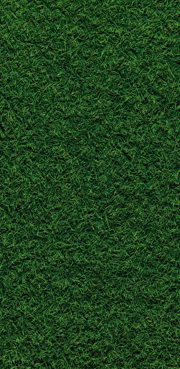 Обои 1080x2220 газон, трава, зеленый
