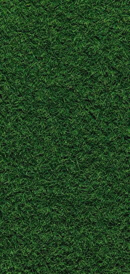 Обои 1080x2280 газон, трава, зеленый