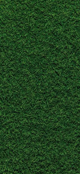 Обои 1125x2436 газон, трава, зеленый