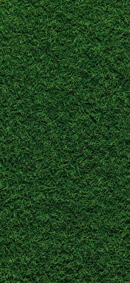 Обои 1080x2340 газон, трава, зеленый