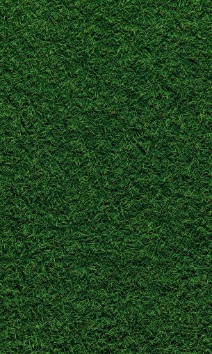 lawn, grass, green Wallpaper 1200x2000