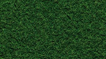 Обои 2560x1440 газон, трава, зеленый