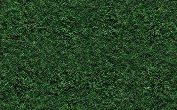 Обои 1920x1200 газон, трава, зеленый
