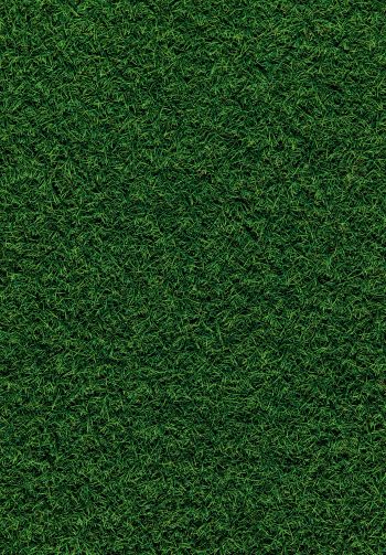 lawn, grass, green Wallpaper 1640x2360