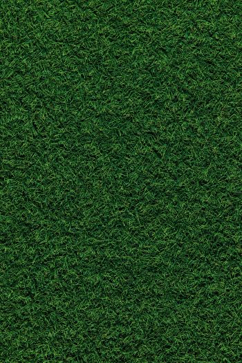 Обои 640x960 газон, трава, зеленый