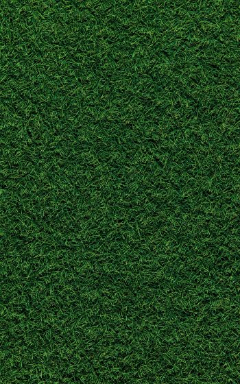 Обои 800x1280 газон, трава, зеленый