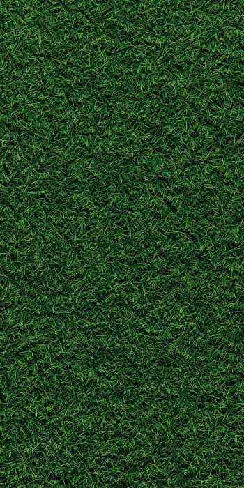 Обои 720x1440 газон, трава, зеленый